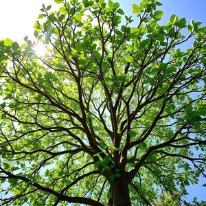 Понимание фразового глагола Branch out: Расширение словарного запаса английского